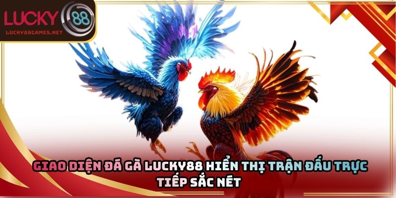 Giao diện đá gà Lucky88 hiển thị trận đấu trực tiếp sắc nét 