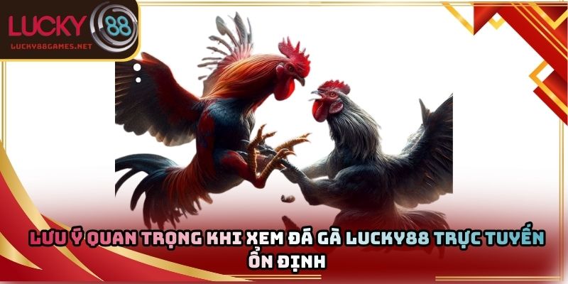 Lưu ý quan trọng khi xem đá gà Lucky88 trực tuyến ổn định