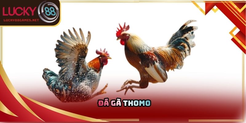 Đá gà thomo