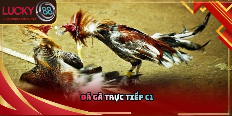 Đá gà trực tiếp C1