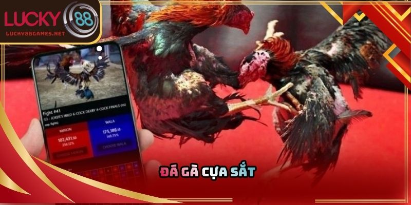 Đá gà cựa sắt