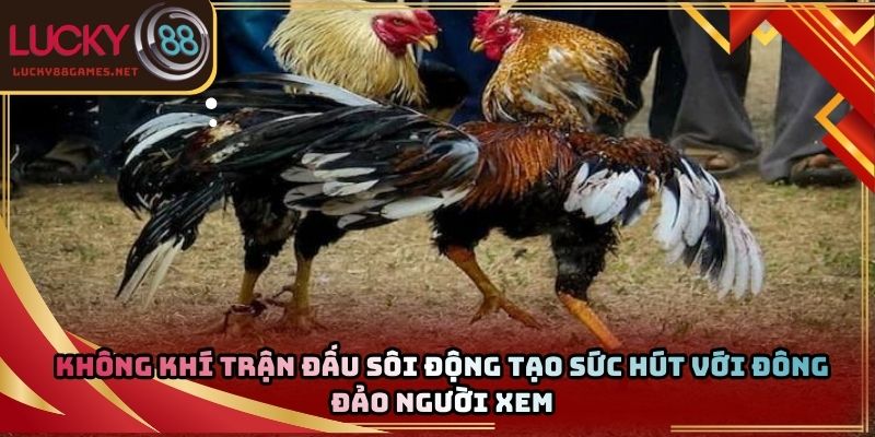 Không khí trận đấu sôi động tạo sức hút với đông đảo người xem