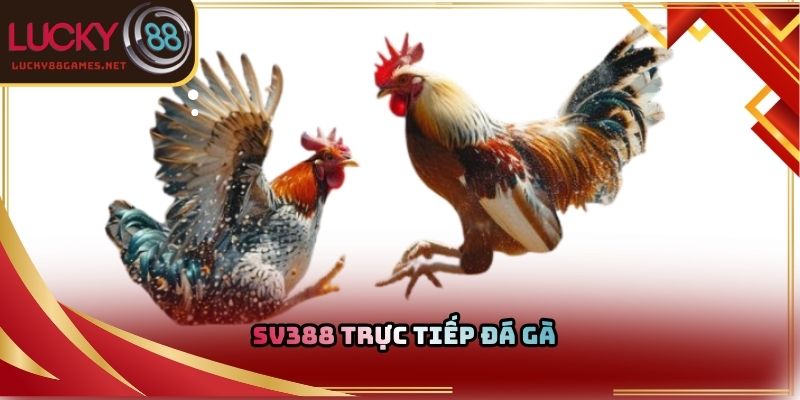 Sv388 trực tiếp đá gà