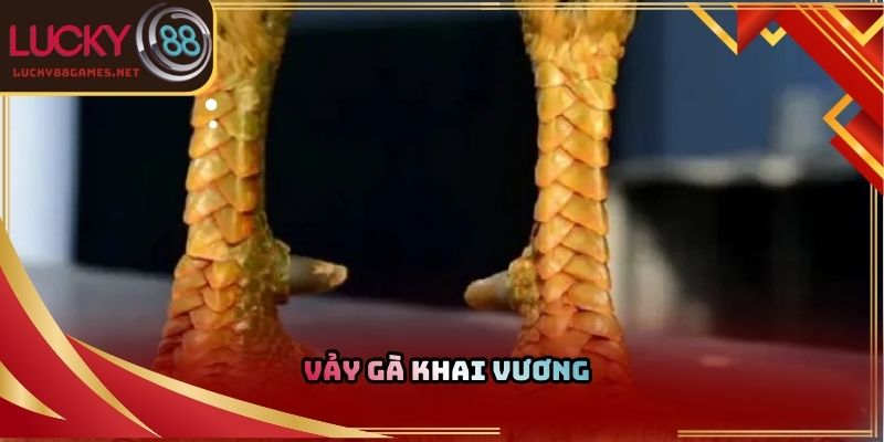 Vảy gà khai Vương