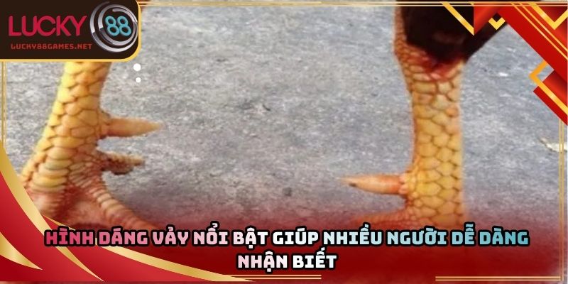 Hình dáng vảy nổi bật giúp nhiều người dễ dàng nhận biết