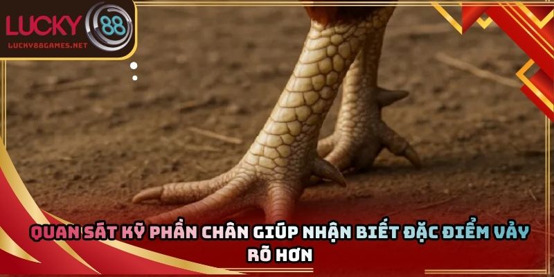 Quan sát kỹ phần chân giúp nhận biết đặc điểm vảy rõ hơn